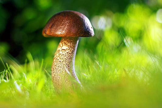 big leathery mushroom, probably a bolete of some kind?