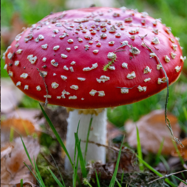 amanita muscaria